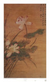 Lotus Flowers