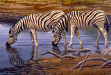 Buy Zebras Drinking at AllPosters.com