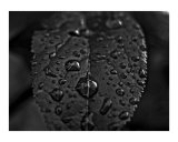 Buy Droplets at AllPosters.com