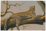 Lounging Leopard
