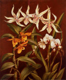 Buy Orchid Trio I at AllPosters.com