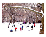 Snow Sledding in Central Park