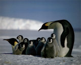 Penguins