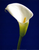 Calla on Blue II