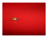 My Little Lady Bug Trotting Along