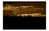 Buy Horse Silhouette Sunset at AllPosters.com