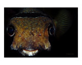 Happy Puffer Face