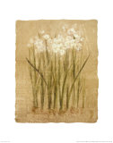 Narcissus