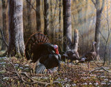 Wild Turkeys