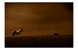 Buy Southwest Paint Horse at AllPosters.com