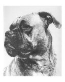Buy Boxer at AllPosters.com