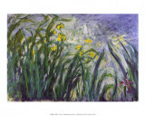 Les iris