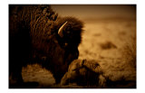 Buy New Dawn Buffalo at AllPosters.com