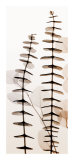 Eucalypti III