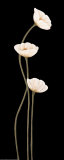 Poppies on Black
