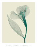 Alstromeria II