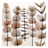 Eucalypti II