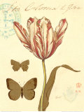 Buy Nature's Curiosities VII at AllPosters.com