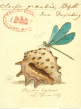 Nature's Curiosities IX
