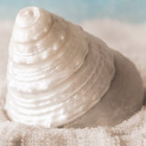 Buy Treasures of the Sea IV at AllPosters.com