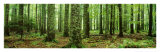 Buy Rain Forest at AllPosters.com