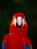 Buy Scarlett Macaw (Ara Macao) on Zoo Avenue, Puntarenas, Costa Rica at AllPosters.com