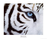 Blue Eyes