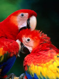 Pair of Preening Scarlett Macaw (Ara Macao), Puntarenas, Costa Rica