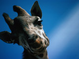 Close Up of a Giraffe's Head (Giraffa Camelopardalis), Tanzania, Africa