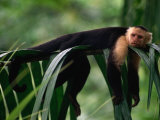 White-Faced Capuchin (Cebus Capucinus) Laying on a Branch in a Tropical Rainforest, Costa Rica