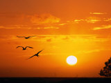 Buy Frigate Birds Soaring at Sunrise, Cayos Cochinos, Islas De La Bahia, Honduras at AllPosters.com