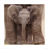 Big Ears Art Print