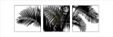 Buy Palm Frond Triptych III at AllPosters.com