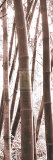 Buy Bamboo Grove IV at AllPosters.com