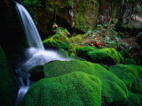 Rainforest Waterfall Walls of Jerusalem National Park, Tasmania, Australia