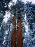 Buy Giant Sequoia Tree Sequoia National Park, California, USA at AllPosters.com