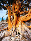 Buy Bristlecone Pine Tree at White Mountain, California, USA at AllPosters.com