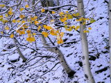 Snow on Aspen, Mt. Sneffels Wildnerness, San Juan National Forest, Colorado, USA