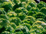 Buy Lettuce at Olma (Eastern Swiss Agricultural Machines Exhibition), St. Gallen, Switzerland at AllPosters.com