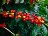 The Red Coffee 
