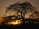 Buy Cherry Tree in Maruyama-Koen Park at Sunset, Kyoto, Japan at AllPosters.com