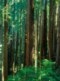 Buy Castal Redwood Trees, California, USA at AllPosters.com
