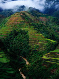 Buy Rice Terraces Around Banaue, Banaue, Philippines at AllPosters.com