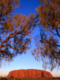 Buy Desert Oaks Frame Uluru (Ayers Rock), Uluru-Kata Tjuta National Park, Northern Territory, Australia at AllPosters.com