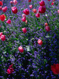 Buy Flowers in Monet's Garden Giverny, Haute-Normandy, France at AllPosters.com