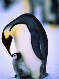 Emperor Penguin with Chick at Dawson-Lambton Glacier, Weddell Sea, Antarctica