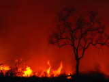 Buy Veld Fire, Kruger National Park, Mpumalanga, South Africa at AllPosters.com