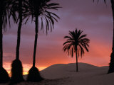 Palm Trees and Sand Dunes at Dawn, Douz, Tunisia Photographic Print