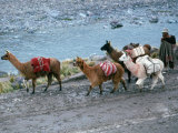 Buy Llamas and Their Handler Walking and Carrying Goods, Puno, Peru at AllPosters.com