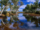 Buy Creek Lined with River Red Gum Near Hermannsaburg, Northern Territory, Australia at AllPosters.com